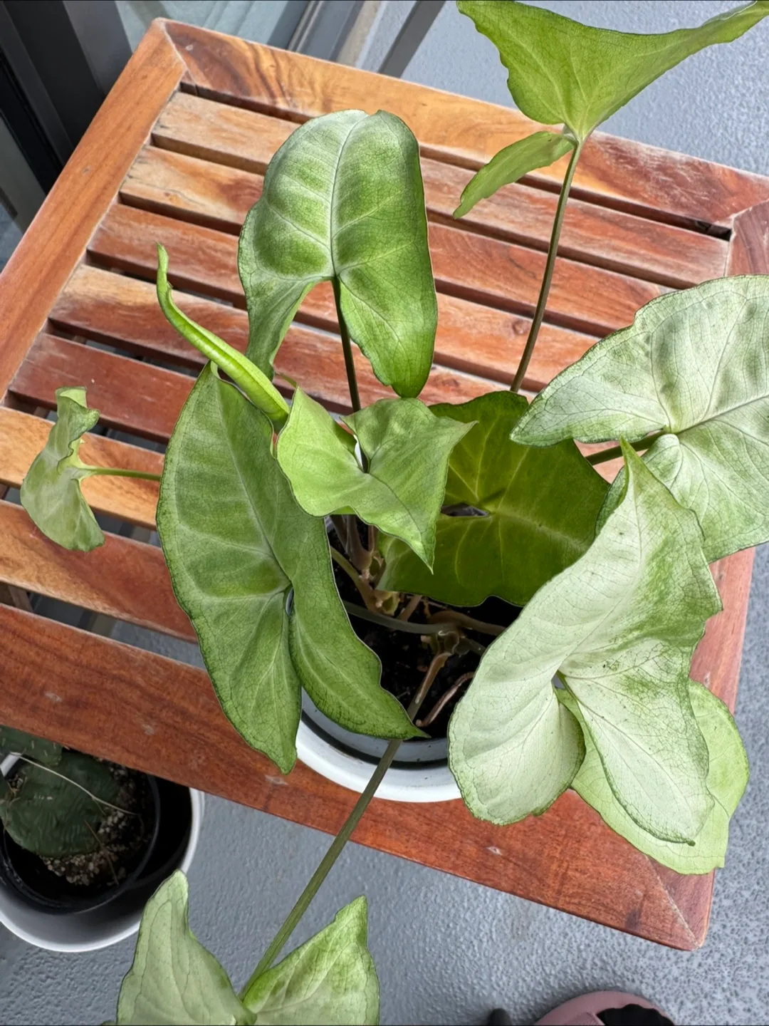 Arrowhead Plant image indicator(3)