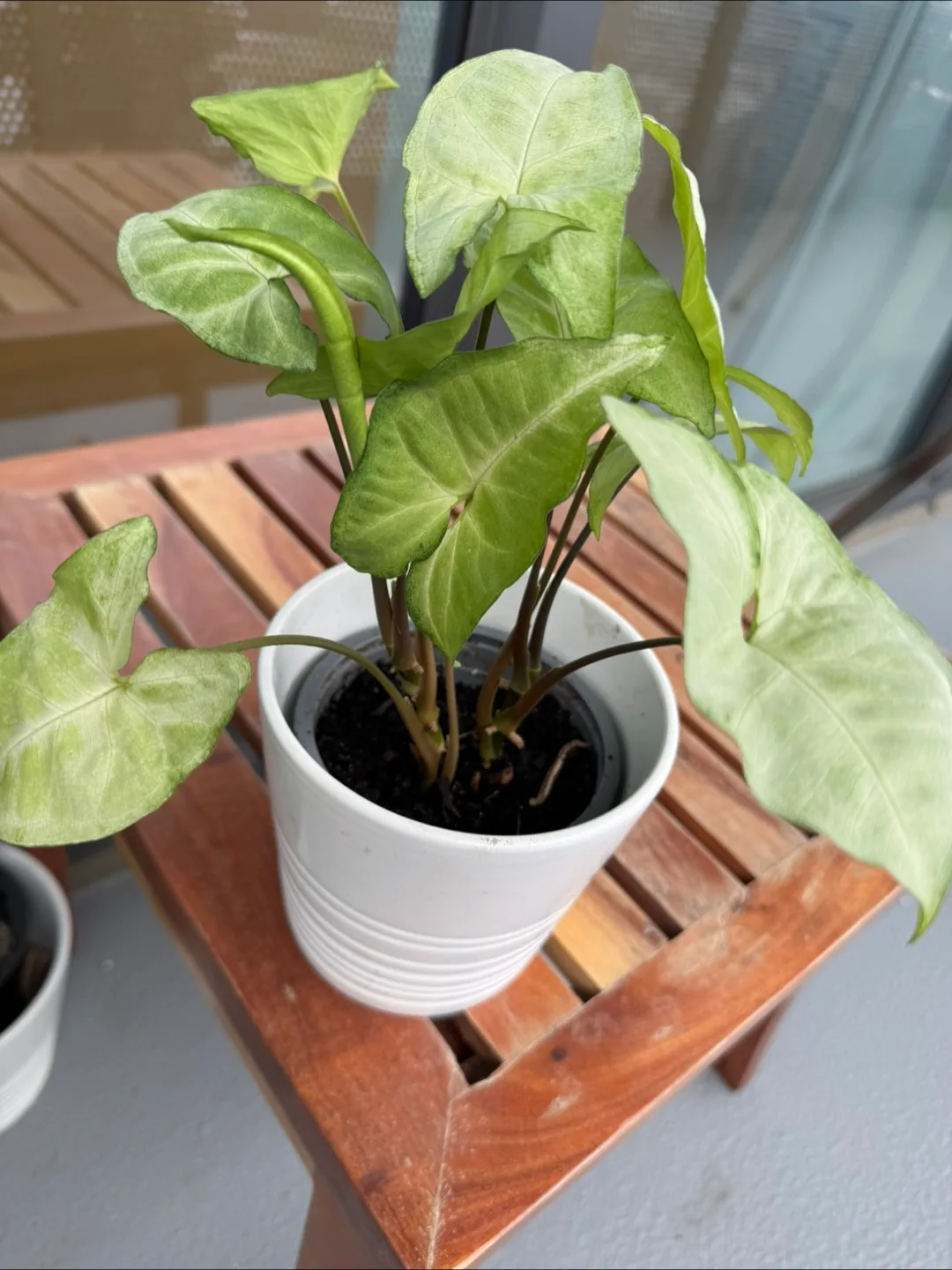 Arrowhead Plant image indicator(2)