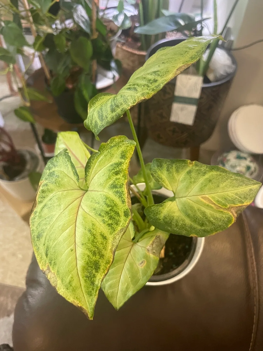Syngonium Plant in White Pot thumbnail