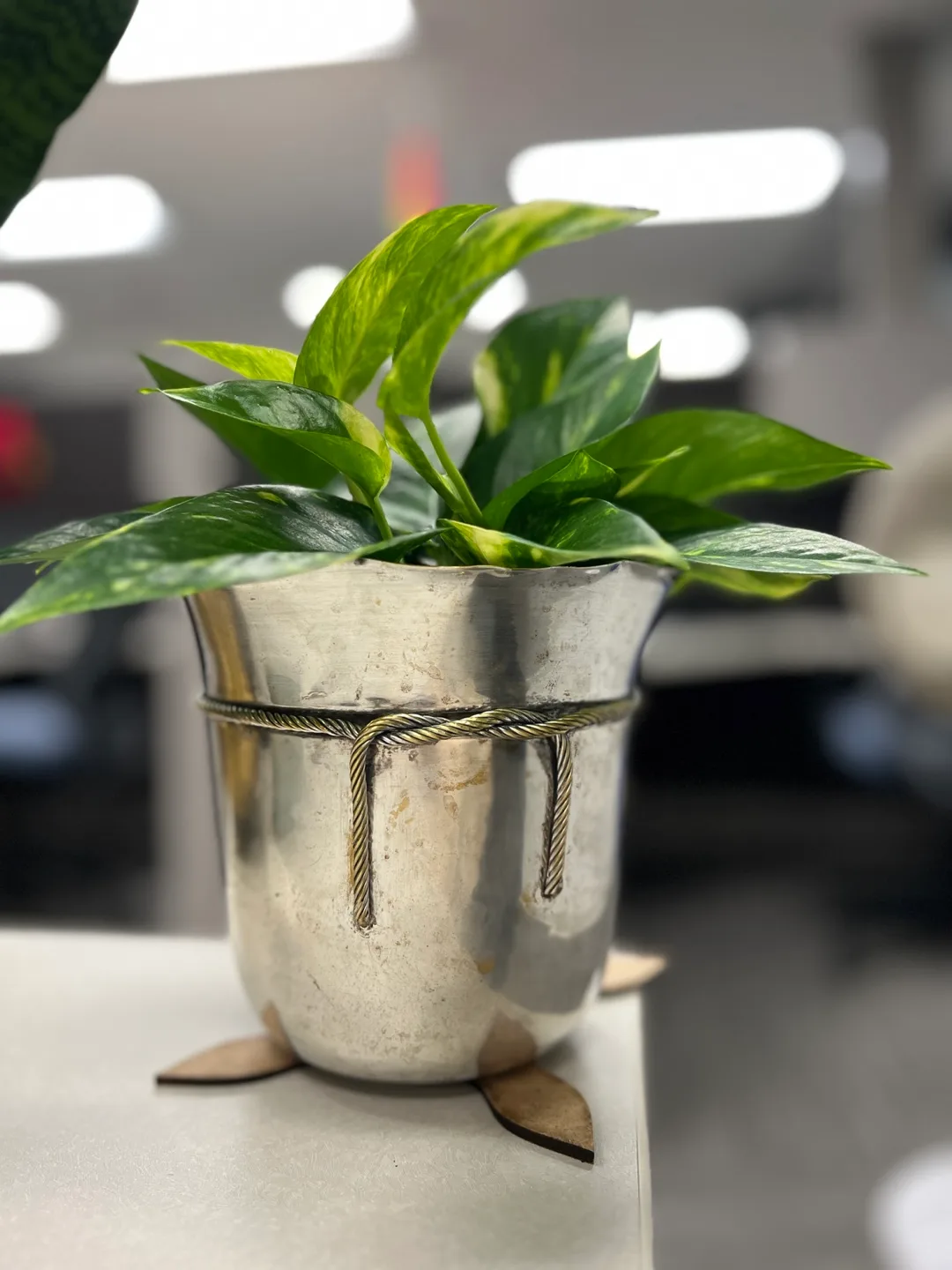 Potted Golden Pothos Plant thumbnail
