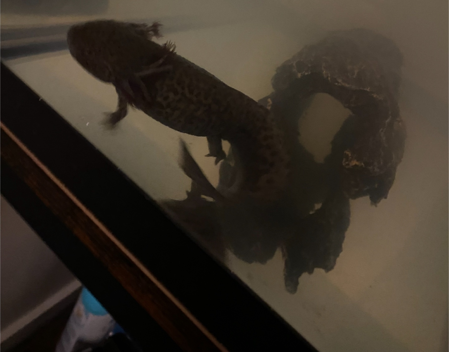 Free Axolotl female