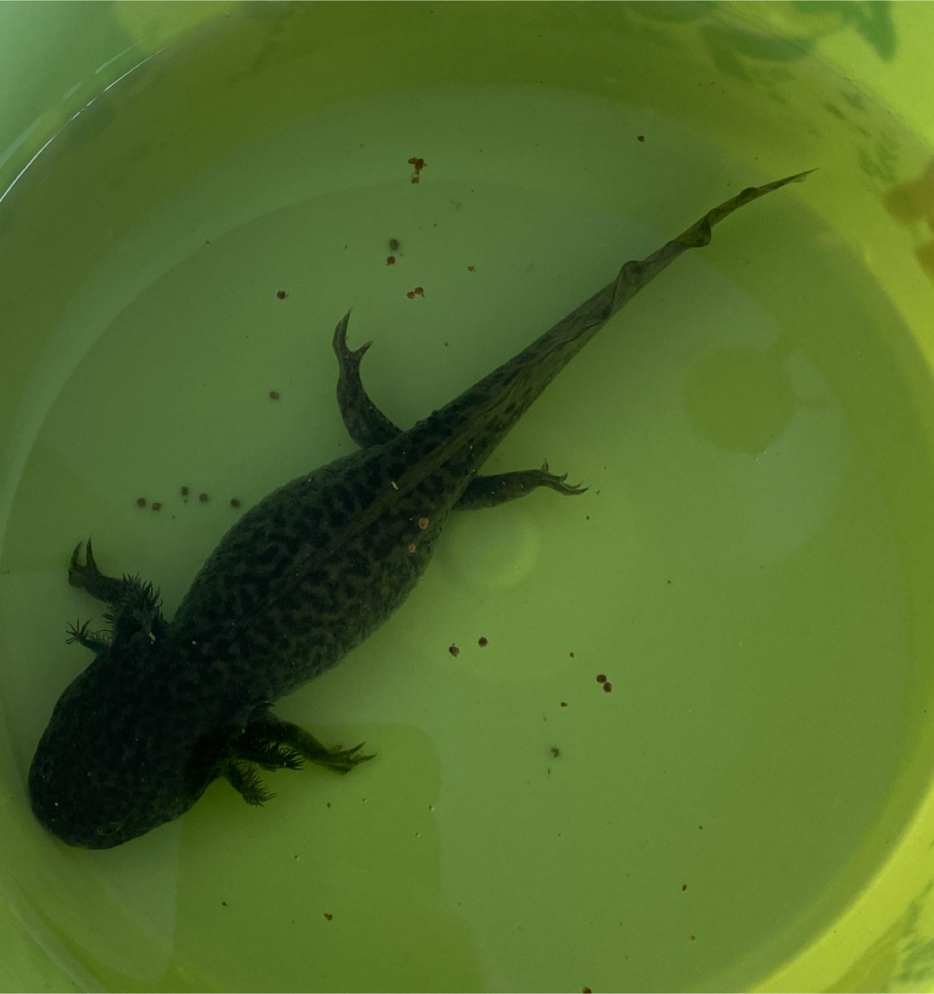 Free Axolotl female - photo 2