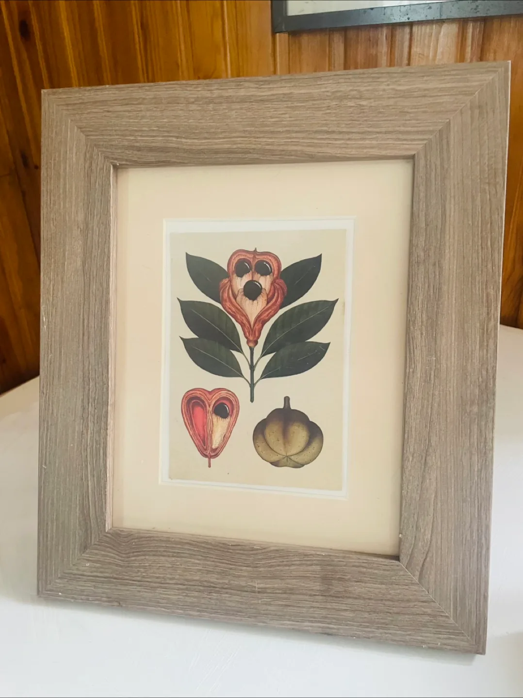Framed Botanical Print thumbnail