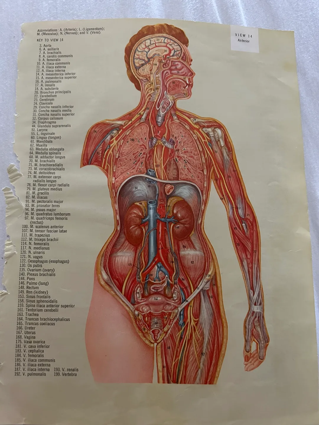 Vintage female anatomy transparencie art illustration thumbnail