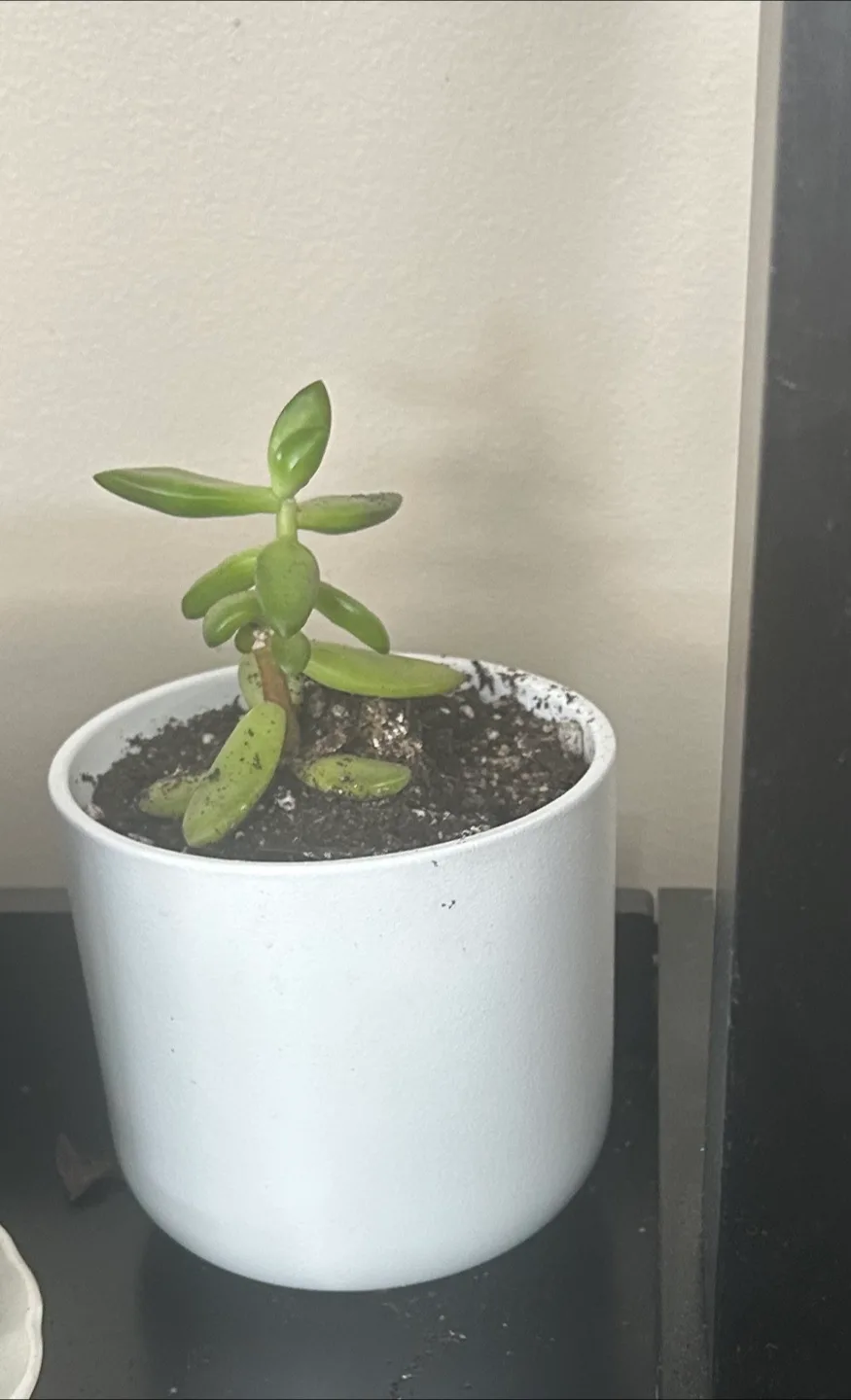 Small Jade Plant in White Pot thumbnail