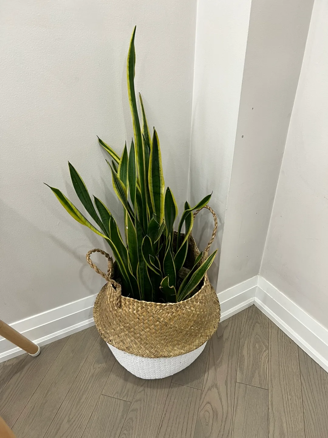 4 ft Snake Plant thumbnail