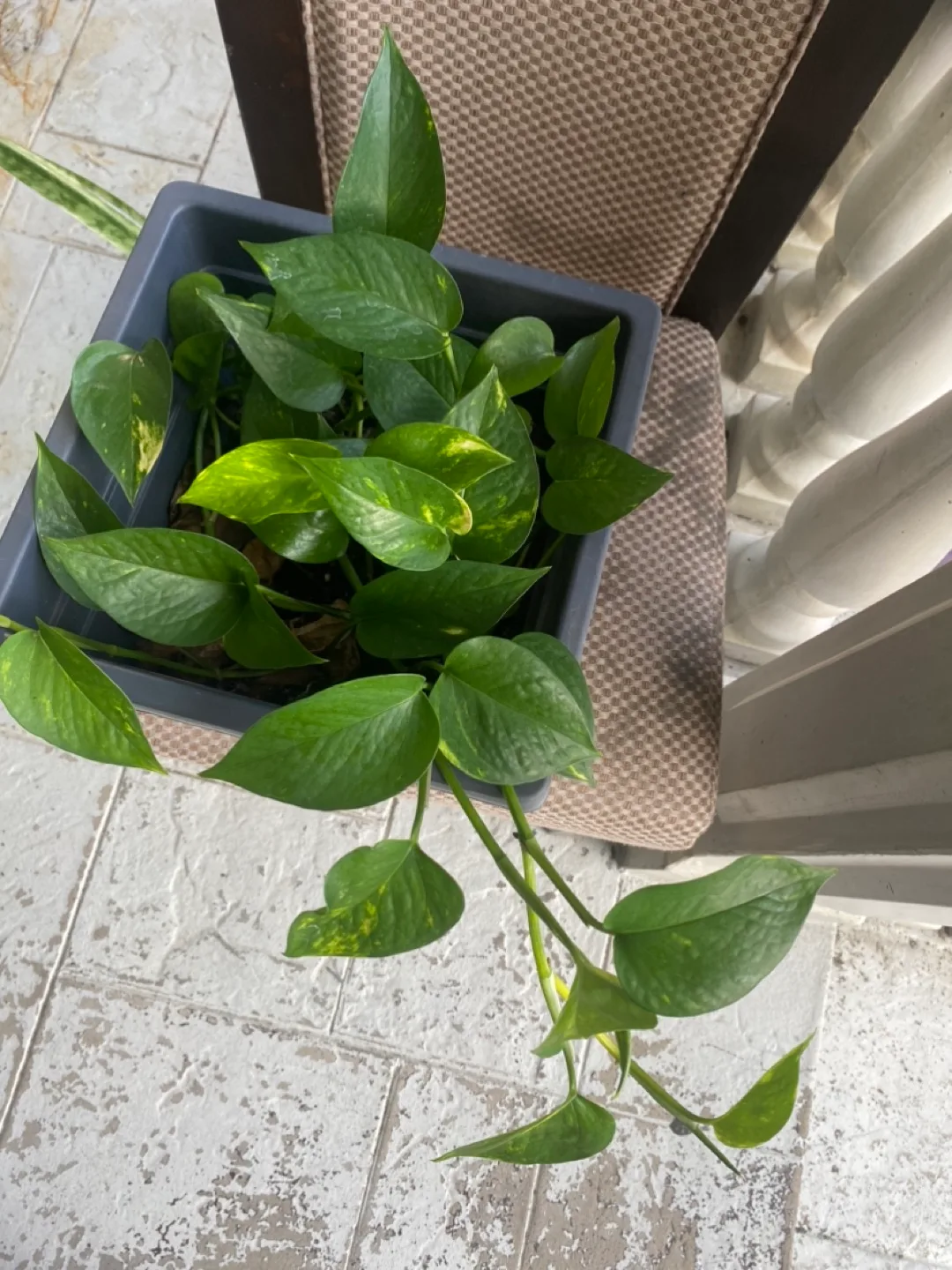 Potted Golden Pothos Plant thumbnail