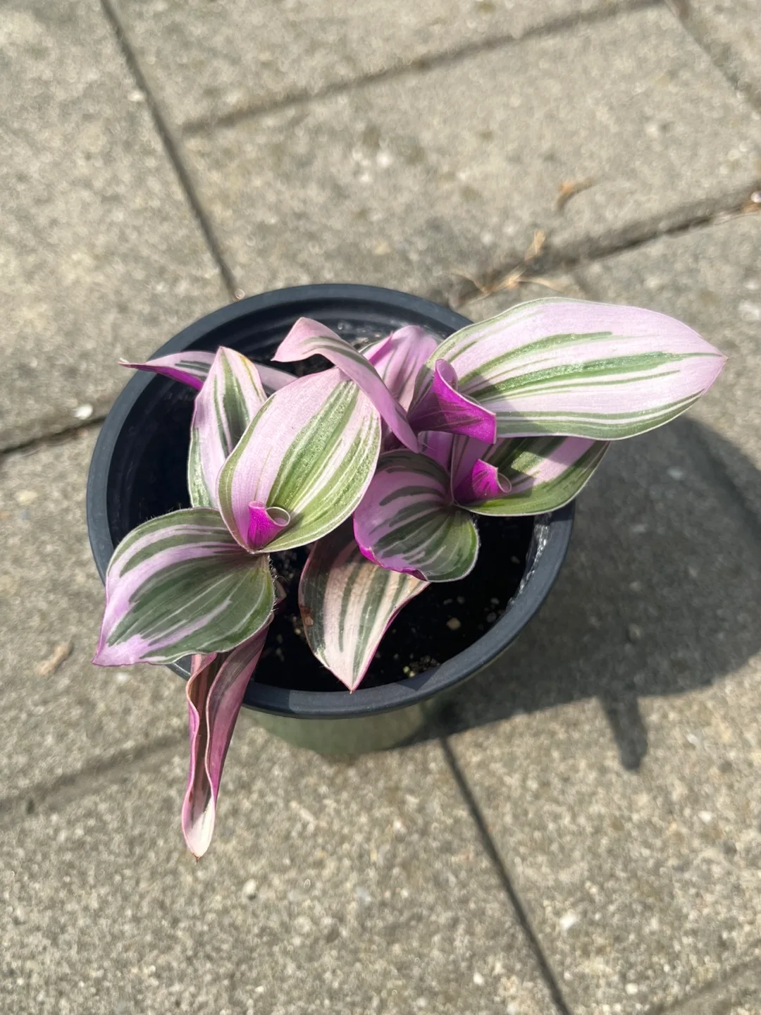 Tradescantia Nanouk thumbnail