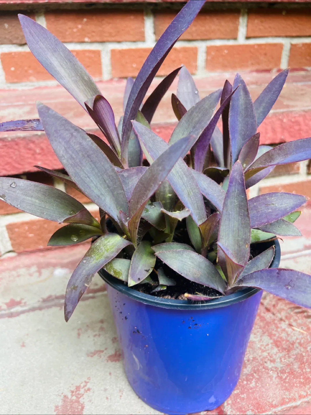 Purple Heart Plant in Blue Pot thumbnail
