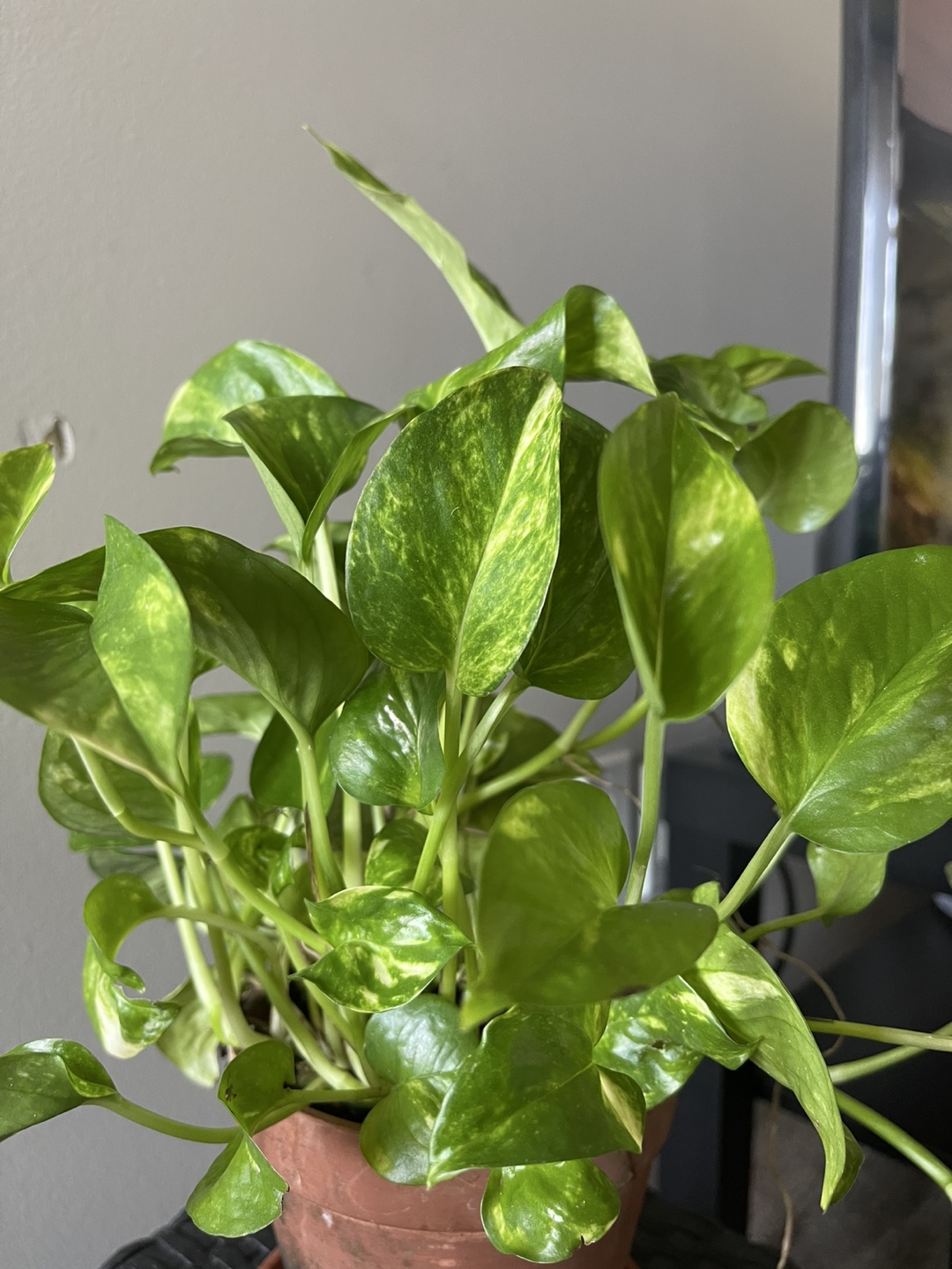 Golden pothos