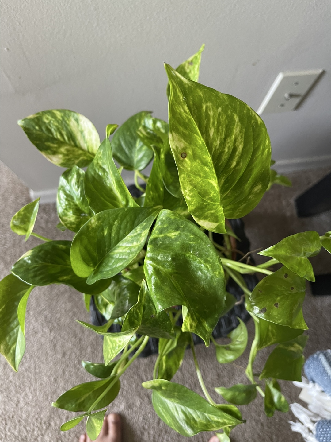 Golden pothos - photo 2