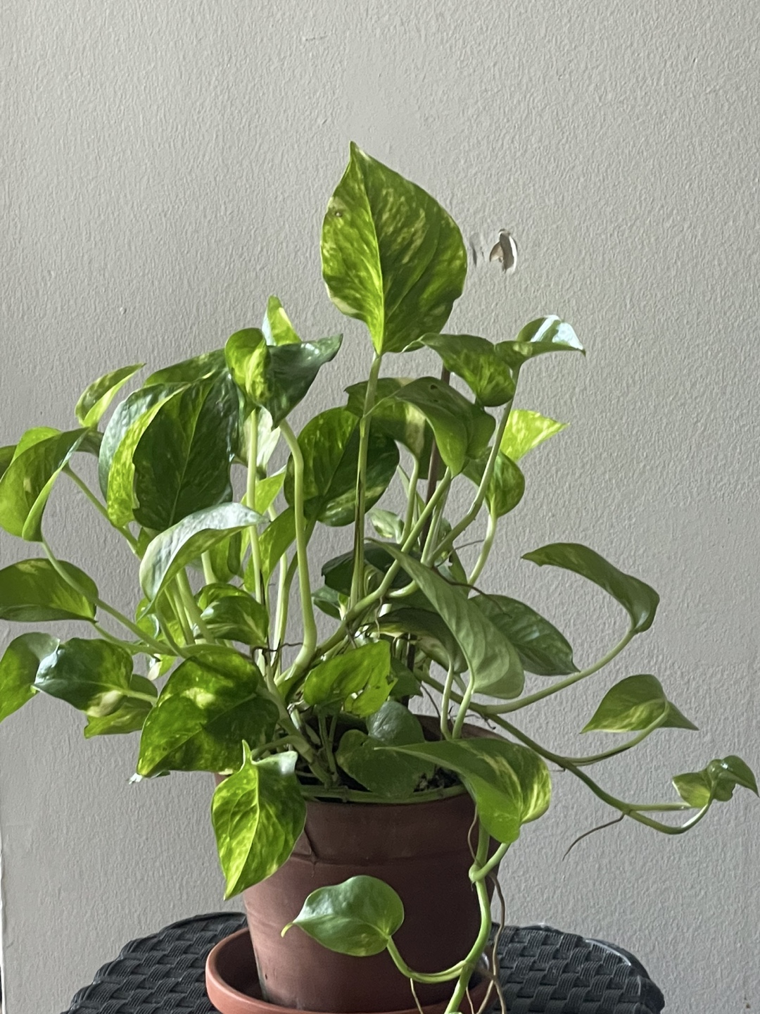 Golden pothos - photo 3