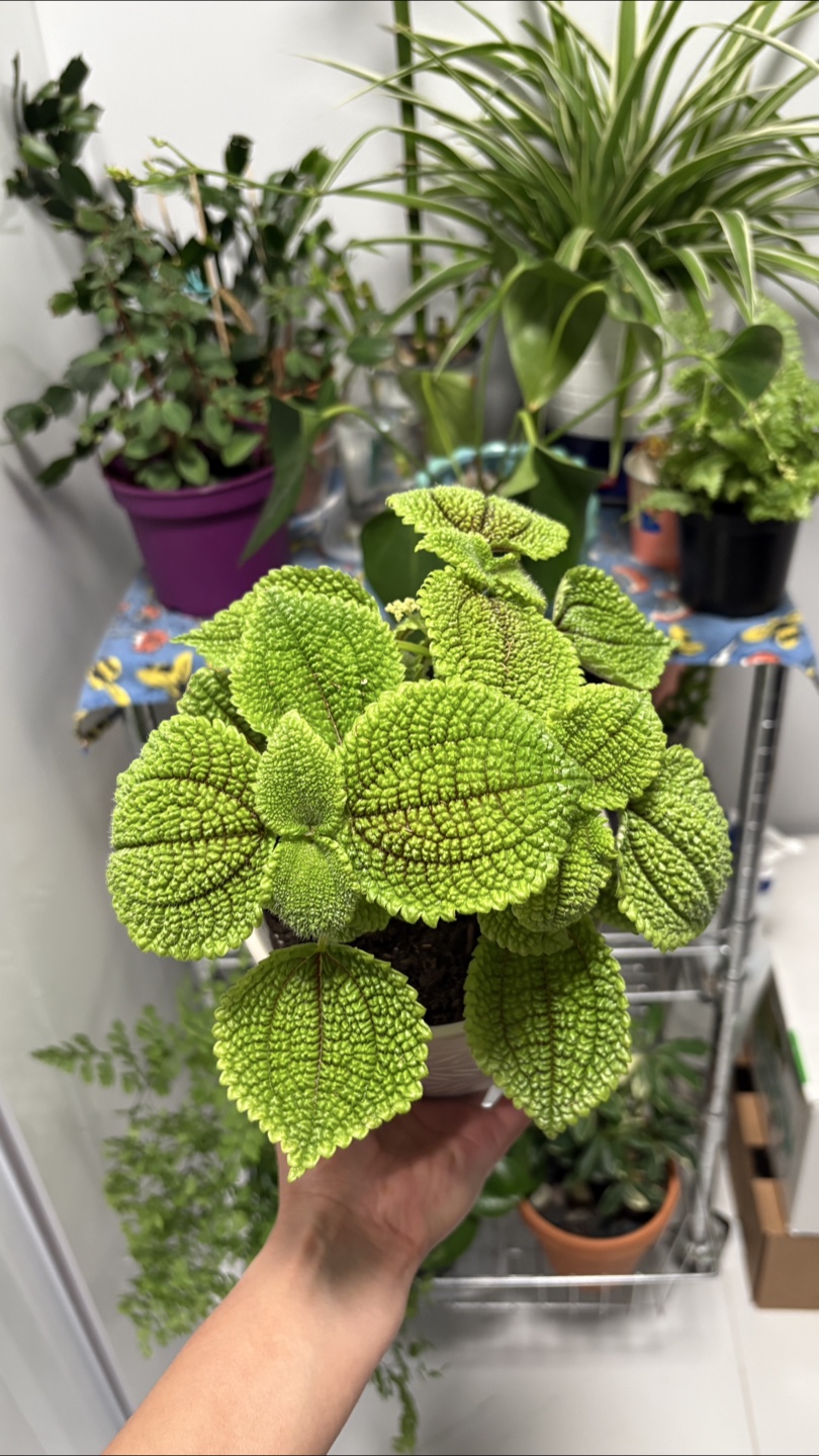 🌿Pilea Mollis ‘Moon Valley’ – Friendship plant 🌿