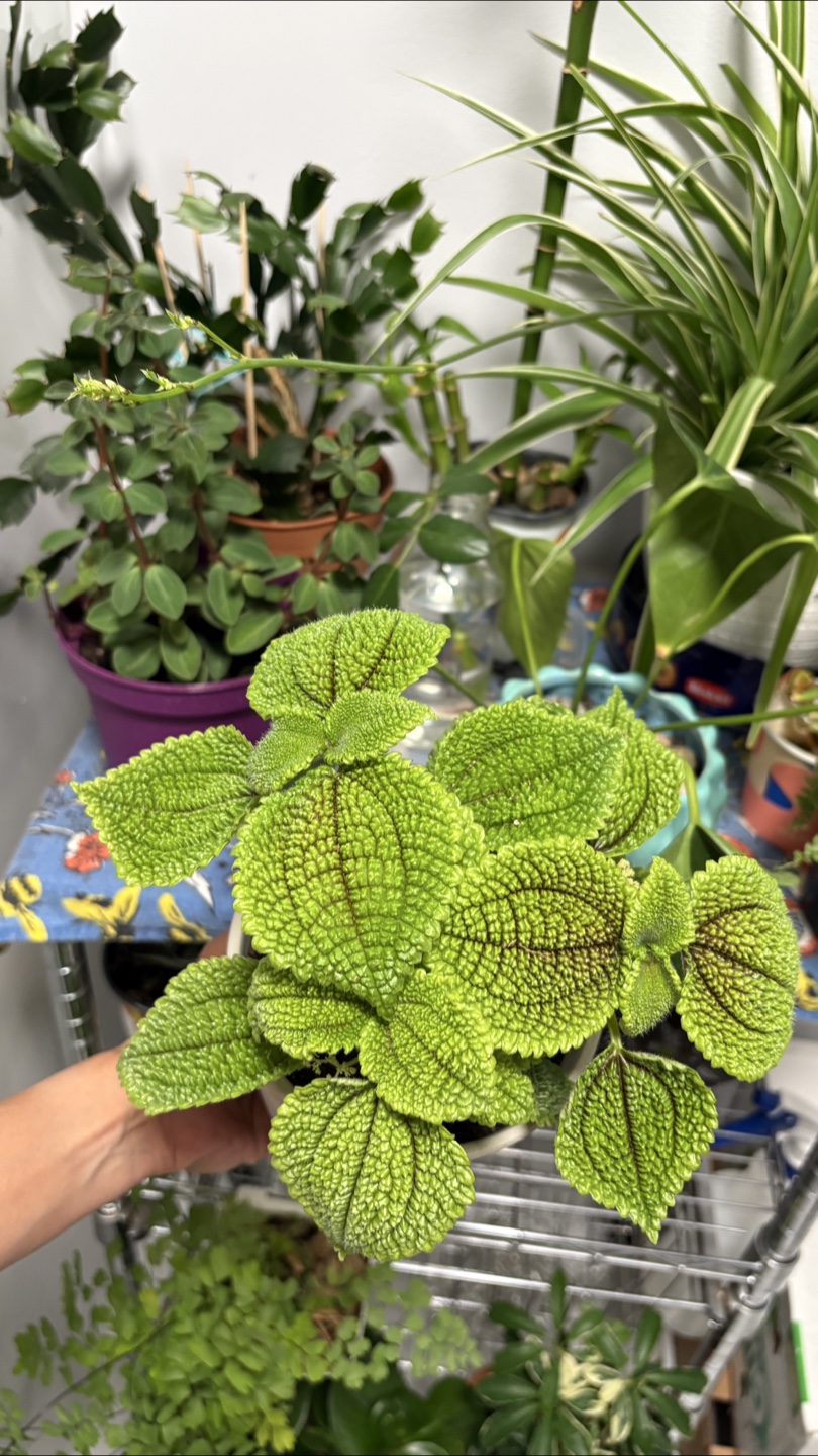🌿Pilea Mollis ‘Moon Valley’ – Friendship plant 🌿 - photo 2