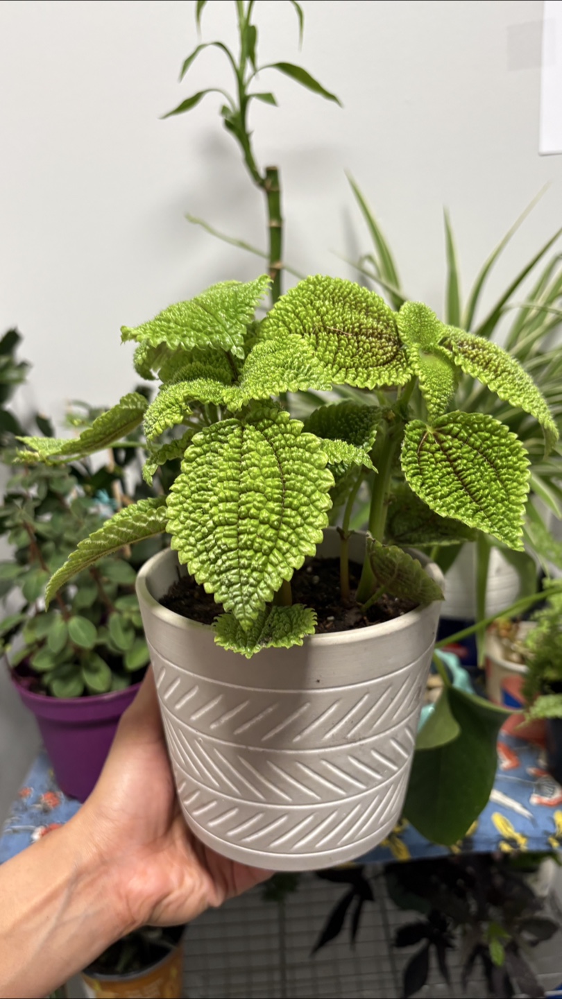 🌿Pilea Mollis ‘Moon Valley’ – Friendship plant 🌿 - photo 3