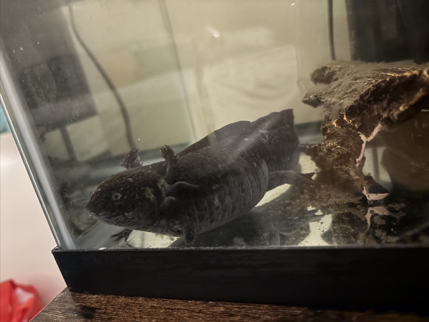 Free Axolotl female - photo 3