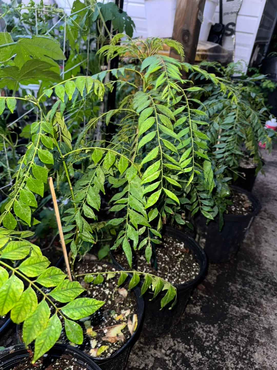 Curry Leaf Plant thumbnail