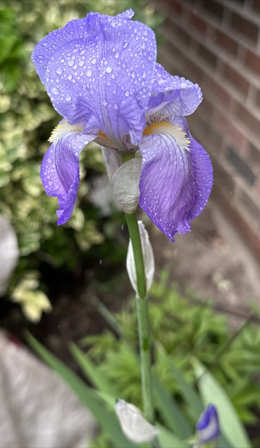 Light purple Iris