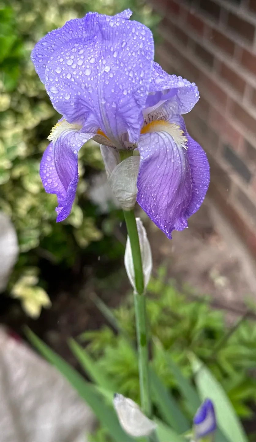 Light purple Iris thumbnail