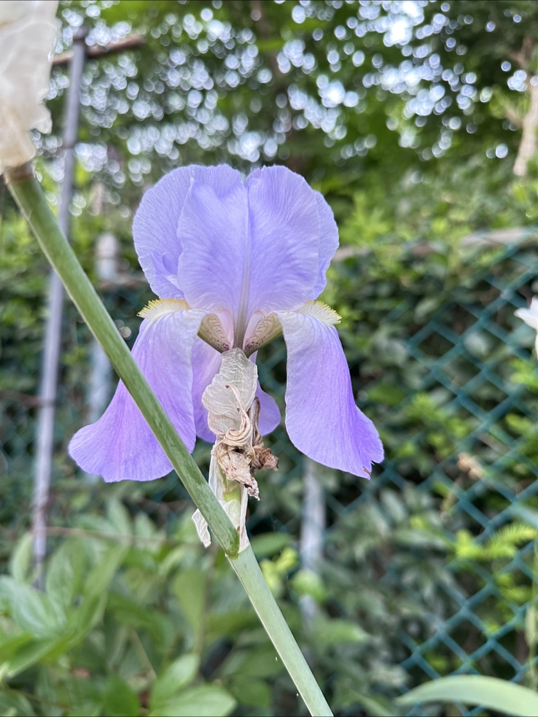 Light purple Iris - photo 2