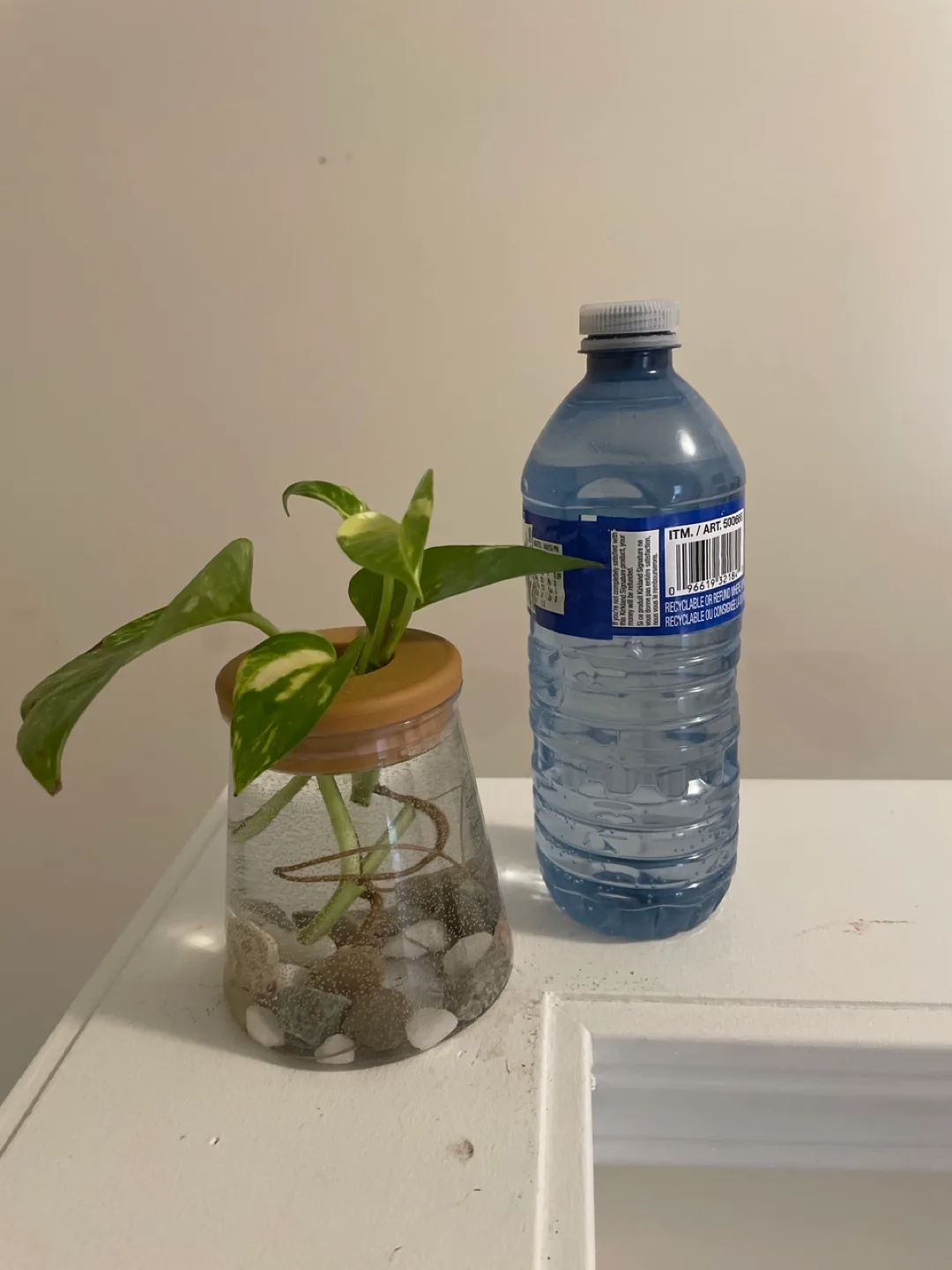 Pothos Plant in a Vase image indicator(2)