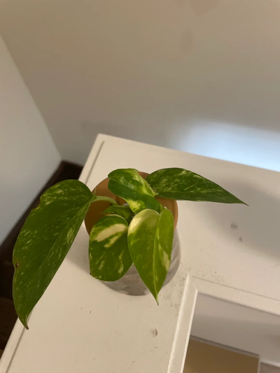 Pothos Plant in a Vase image indicator(3)
