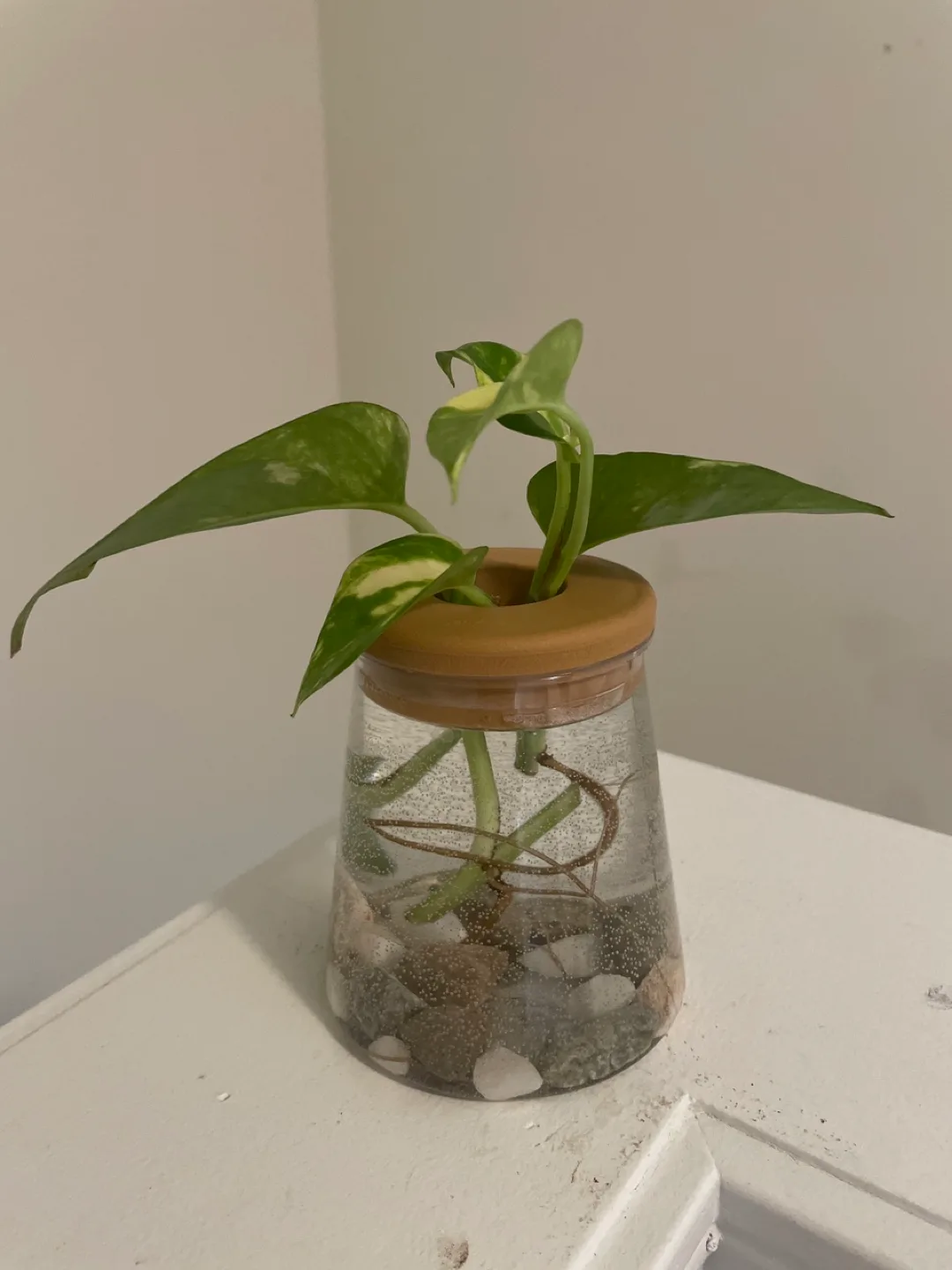 Pothos Plant in a Vase thumbnail