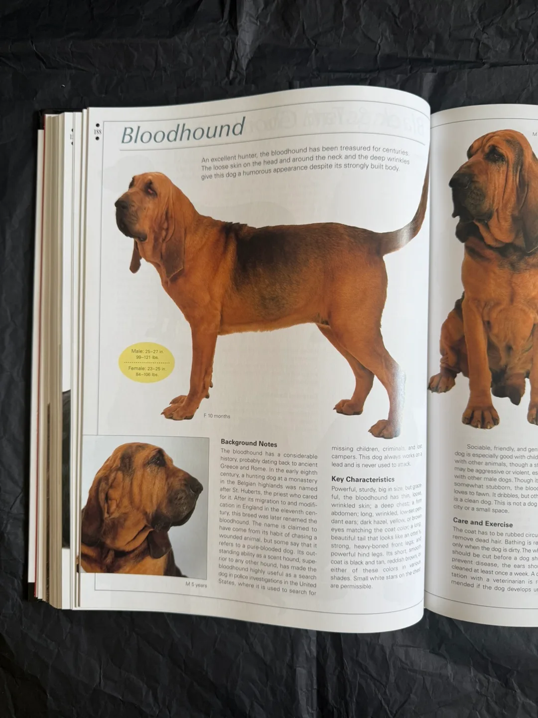 Legacy of the Dog Book: The Ultimate Illustrated Guide!! image indicator(6)