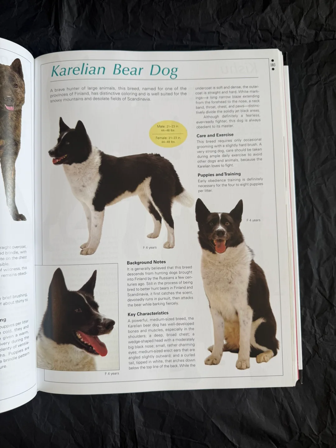 Legacy of the Dog Book: The Ultimate Illustrated Guide!! image indicator(4)