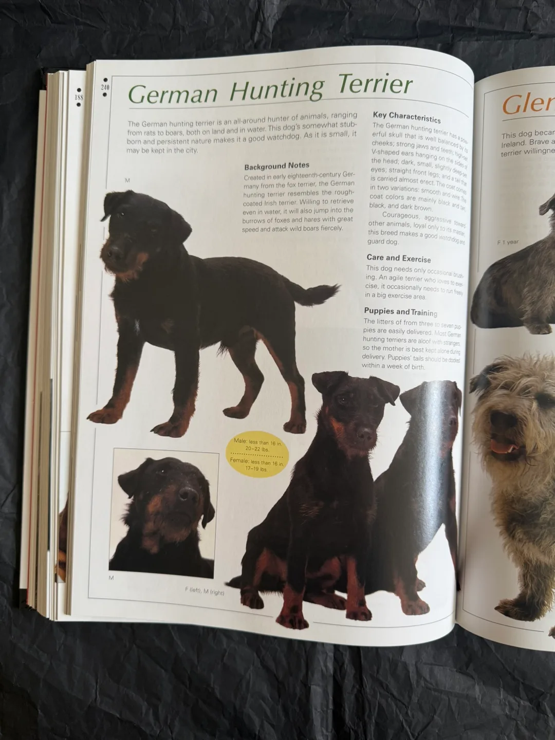 Legacy of the Dog Book: The Ultimate Illustrated Guide!! image indicator(7)