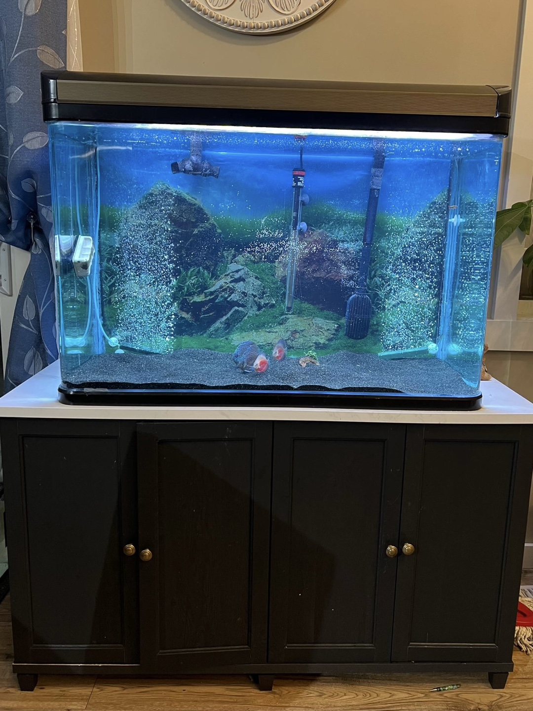 Fish tank| filter system| stand and all other items