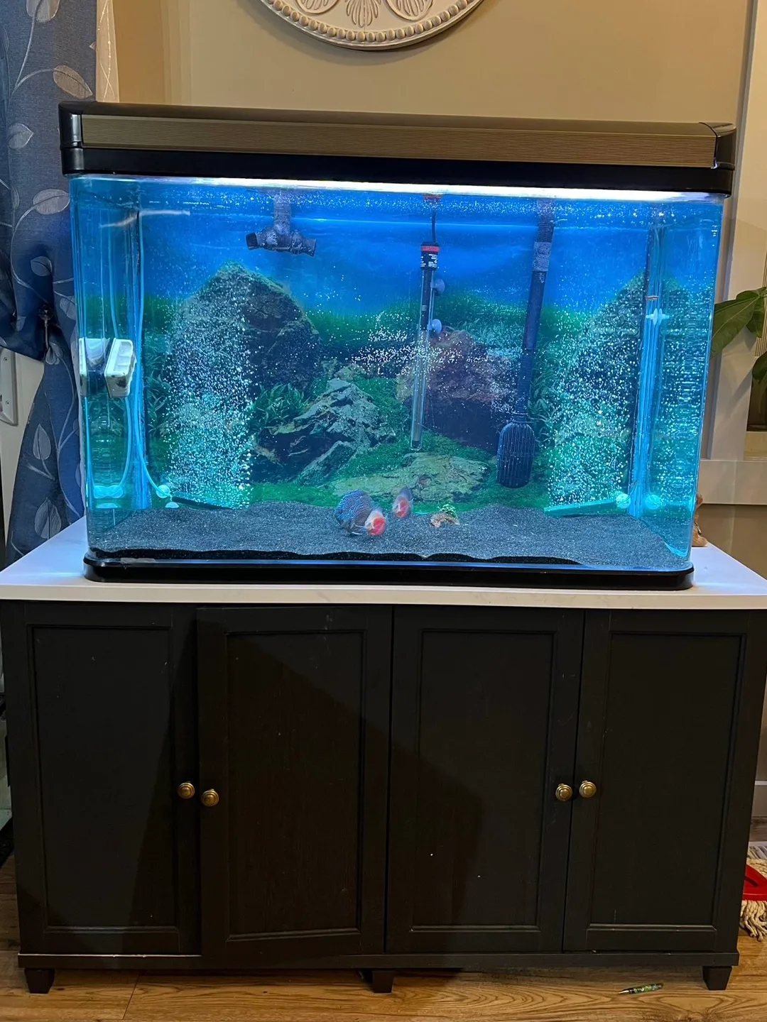 Fish tank| filter system| stand and all other items