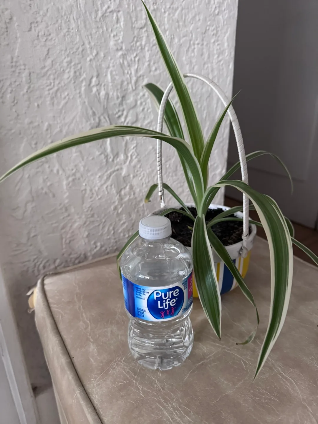 Moving For sale Spider Plant in ceramic Designed Pot 6” thumbnail