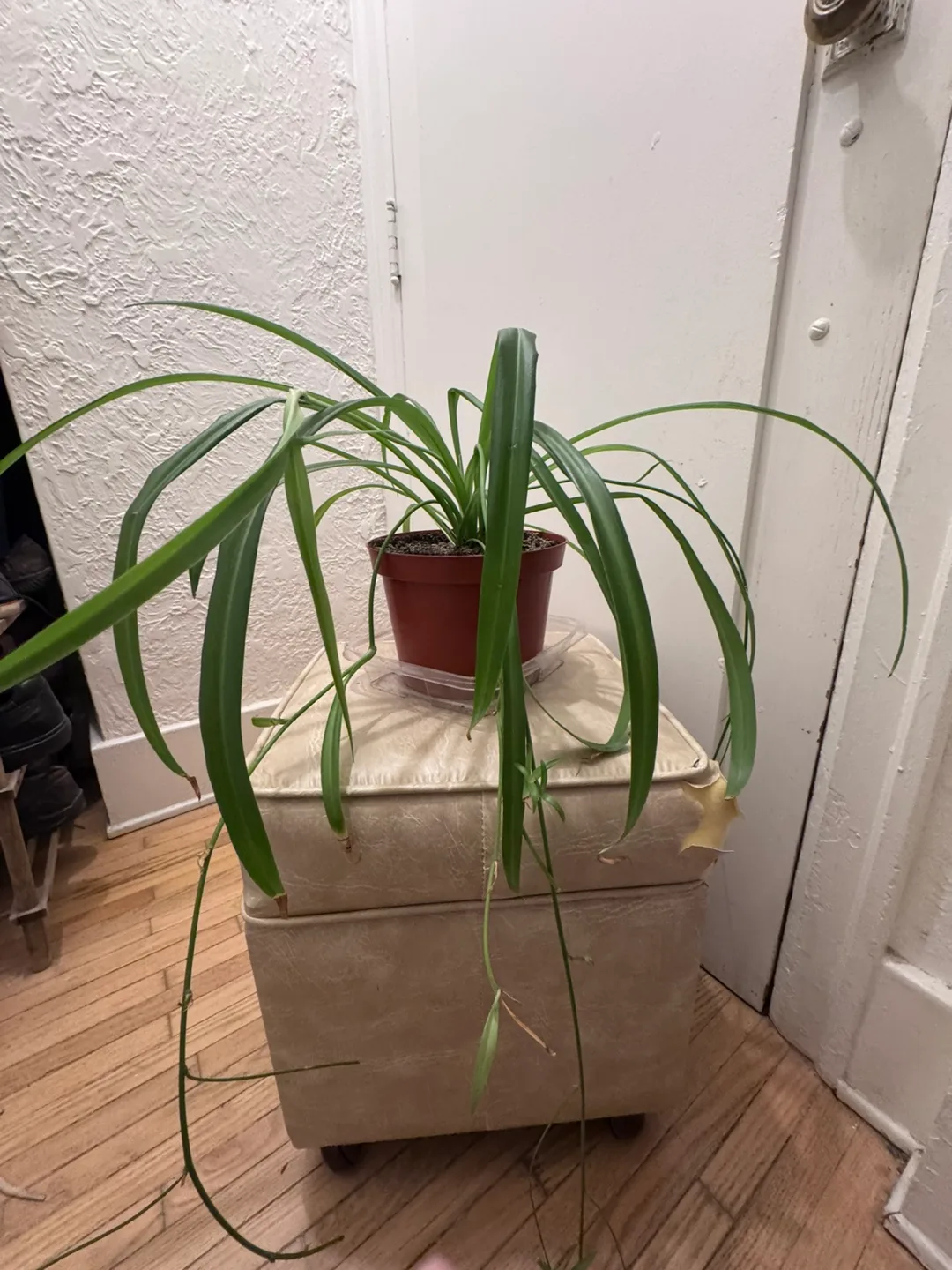 Moving For sale Mother of Spider Plant in Brown plastic Pot 8” thumbnail
