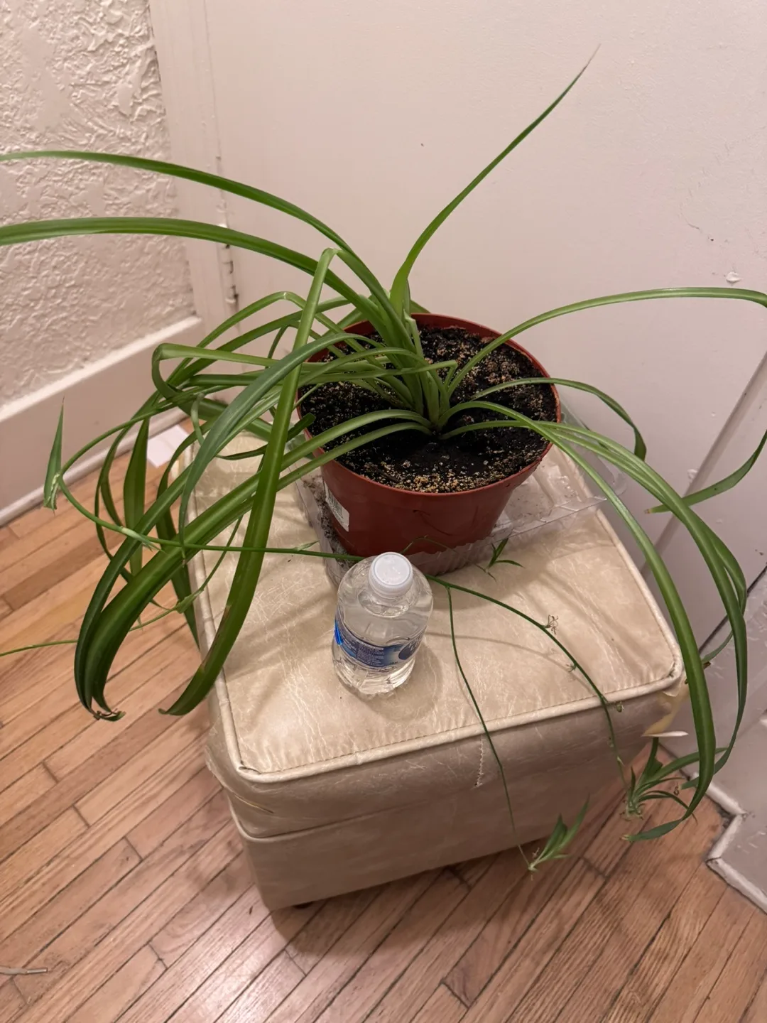 Moving For sale Mother of Spider Plant in Brown plastic Pot 8” image indicator(6)