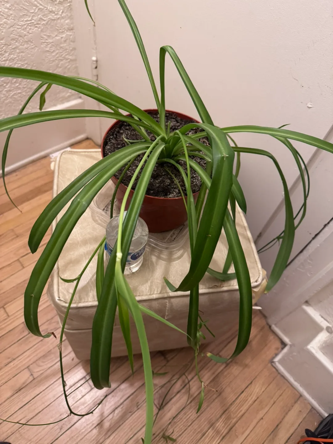 Moving For sale Mother of Spider Plant in Brown plastic Pot 8” image indicator(3)