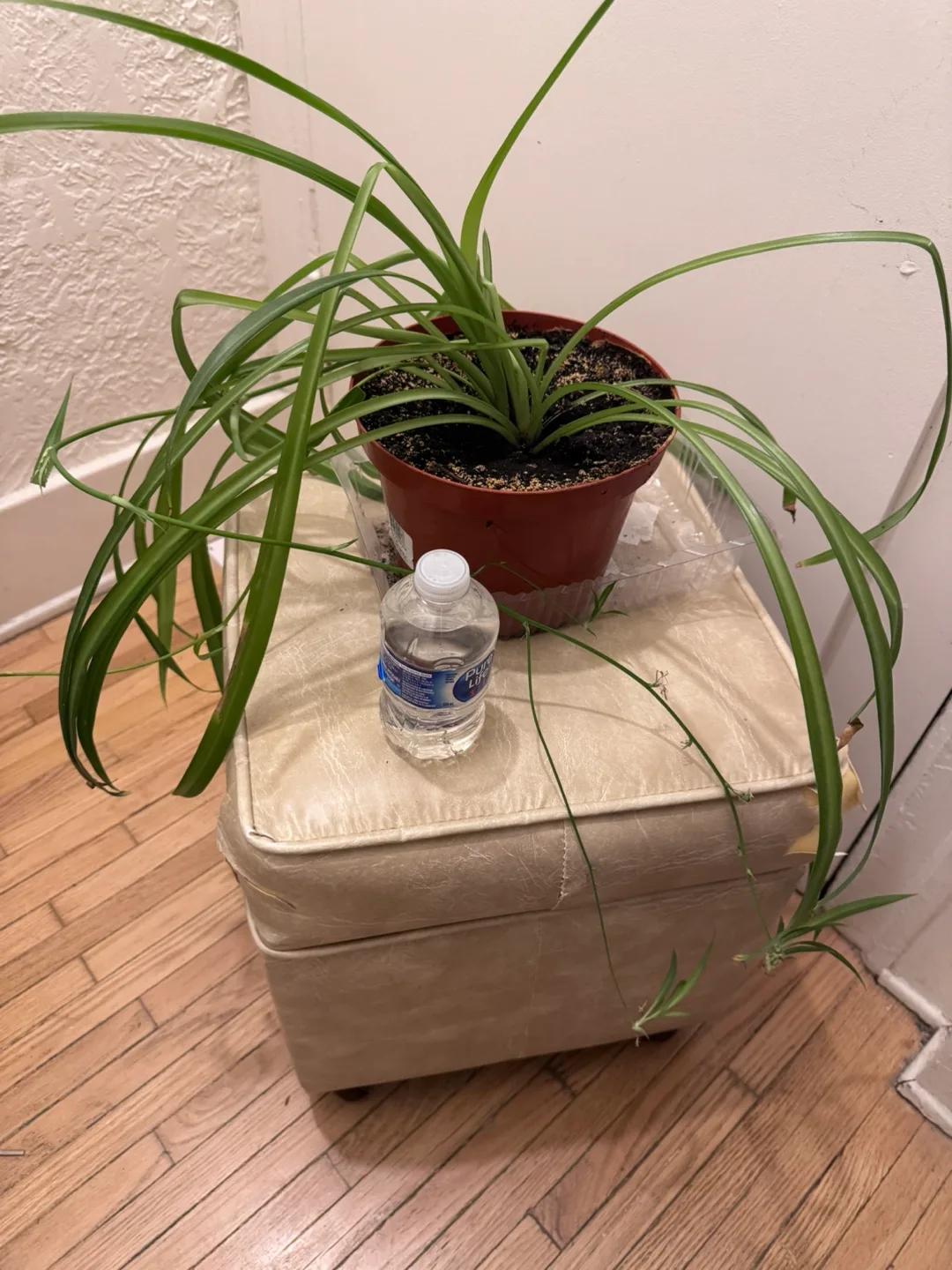 Moving For sale Mother of Spider Plant in Brown plastic Pot 8” image indicator(5)