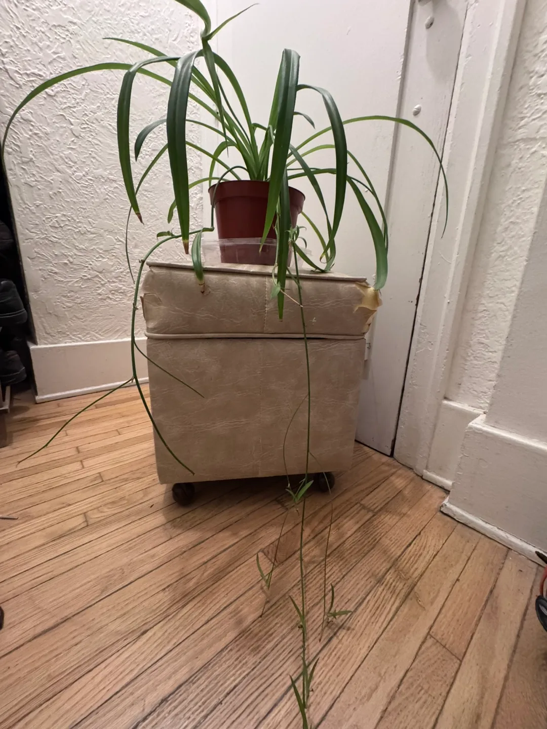 Moving For sale Mother of Spider Plant in Brown plastic Pot 8” image indicator(4)