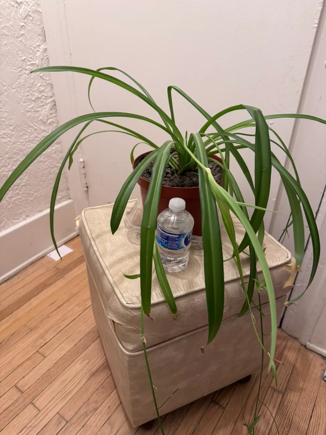 Moving For sale Mother of Spider Plant in Brown plastic Pot 8” image indicator(2)