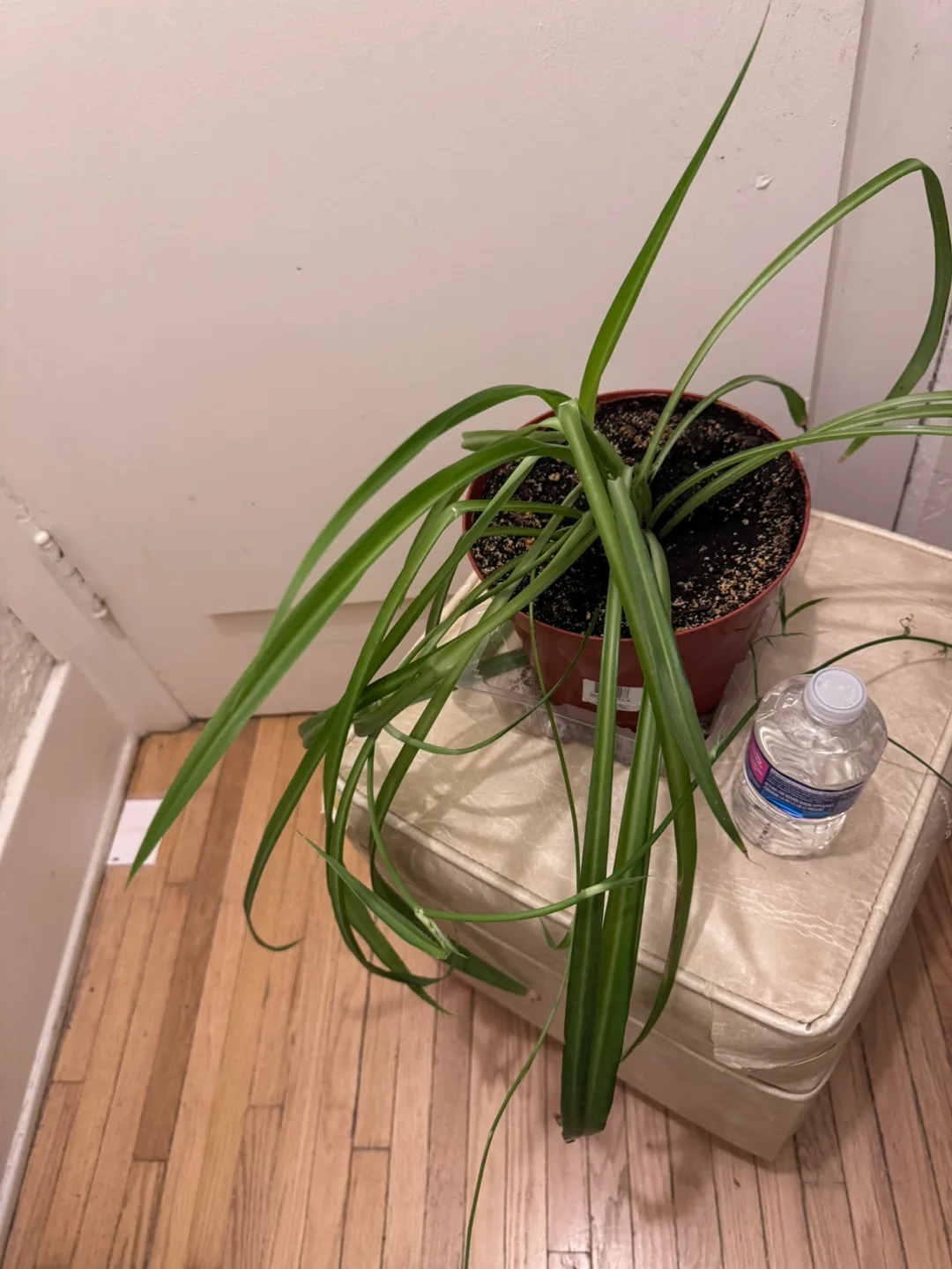 Moving For sale Mother of Spider Plant in Brown plastic Pot 8” image indicator(7)