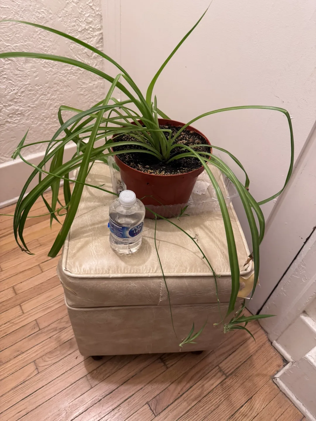 Moving For sale Mother of Spider Plant in Brown plastic Pot 8” image indicator(8)
