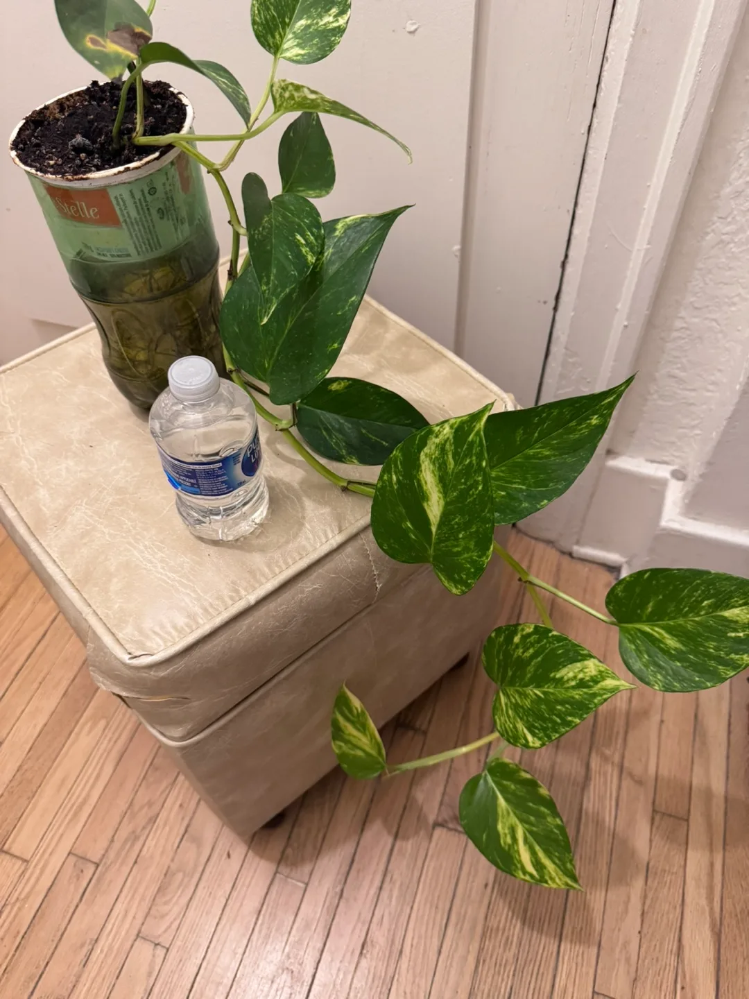Healthy Marble Pothos  Plant ( Money Plant ) in Temporary pot thumbnail