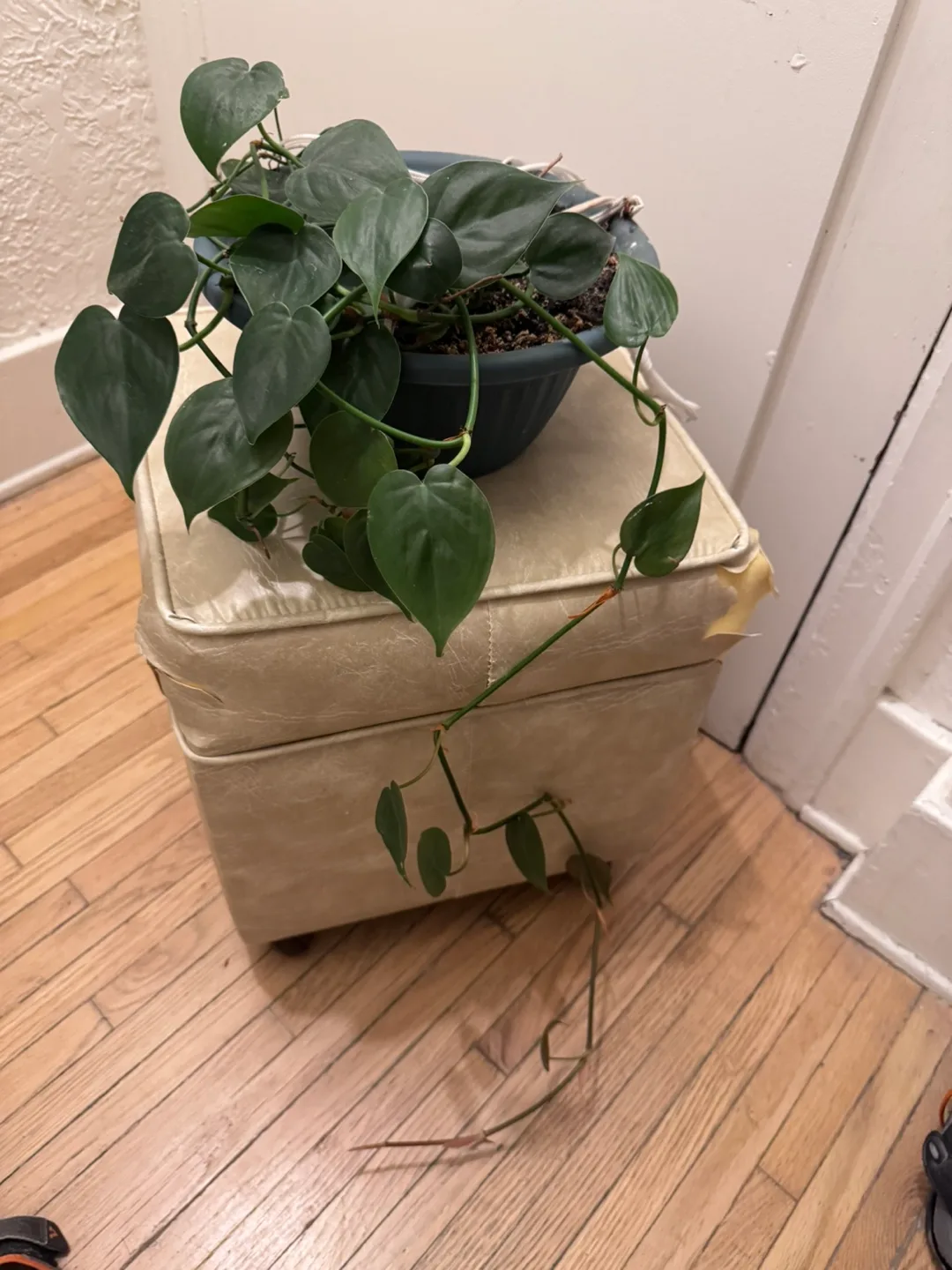 Healthy Heartleaf Philodendron Plant in hanging pot image indicator(2)
