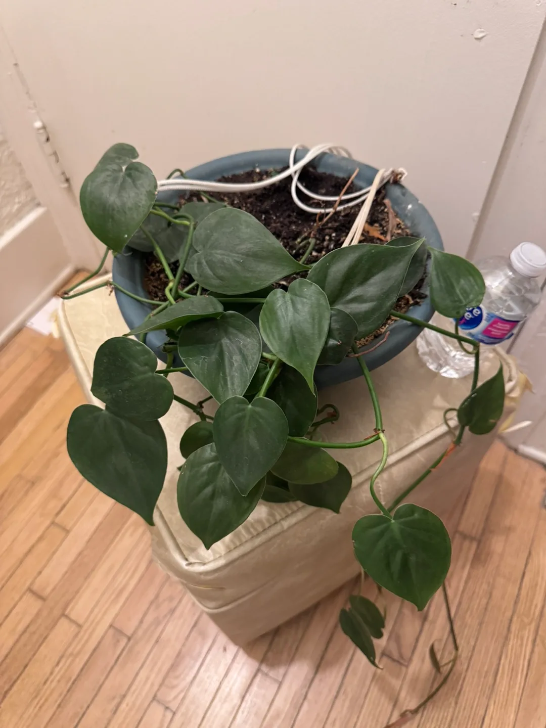 Healthy Heartleaf Philodendron Plant in hanging pot image indicator(5)