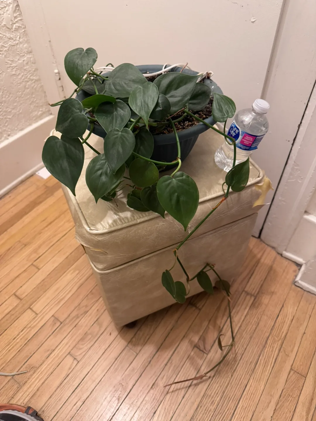 Healthy Heartleaf Philodendron Plant in hanging pot image indicator(4)