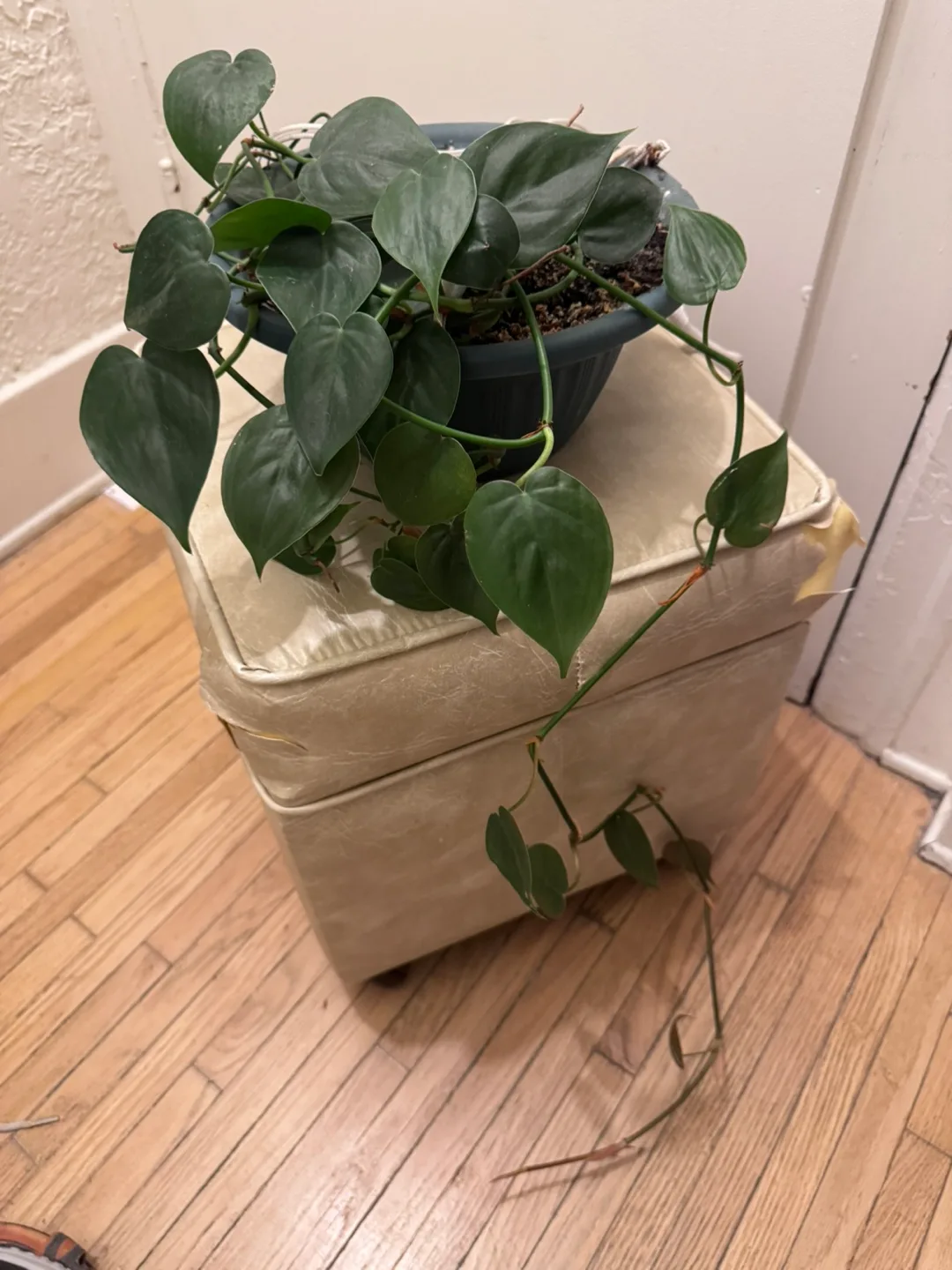 Healthy Heartleaf Philodendron Plant in hanging pot image indicator(3)