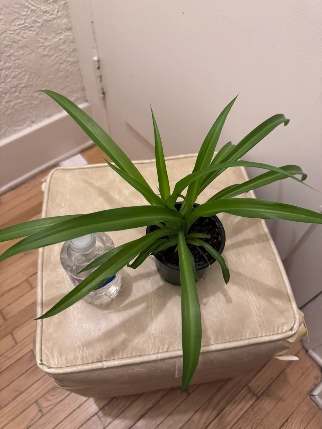Healthy Spider Plant in 4” pot thumbnail