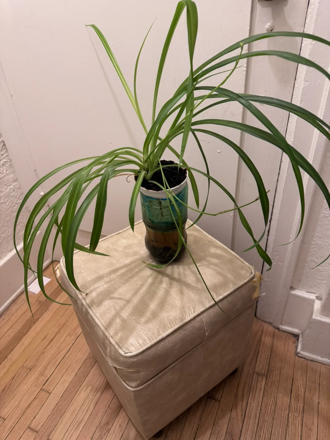 Healthy Mother Spider Plant in Recycled pot thumbnail