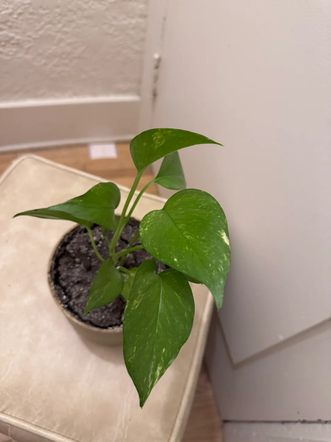 Healthy Pothos  Plant ( Money Plant ) in Beige pot with tray thumbnail