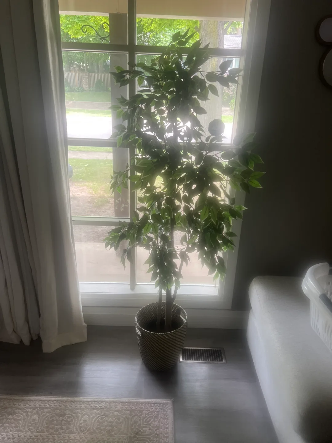 Faux Ficus Tree in Basket image indicator(2)